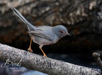 /album/proven%c3%a7aalse-grasmus/proven%c3%a7aalse-grasmus%28sylvia-undata%29dartford-warbler-curruca-rabilargo-a-jpg-jpg/